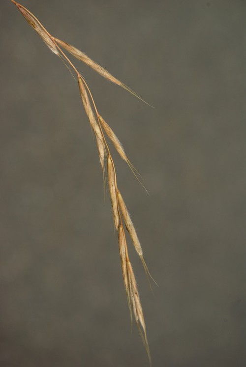 détail fruit