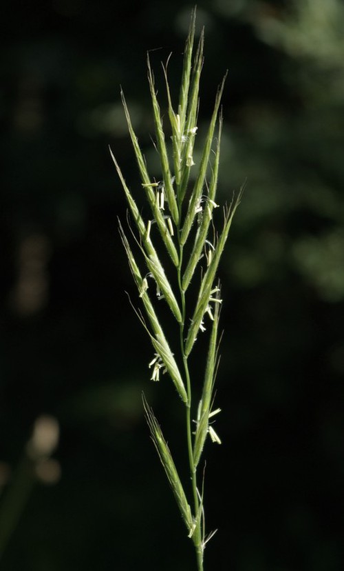 inflorescence
