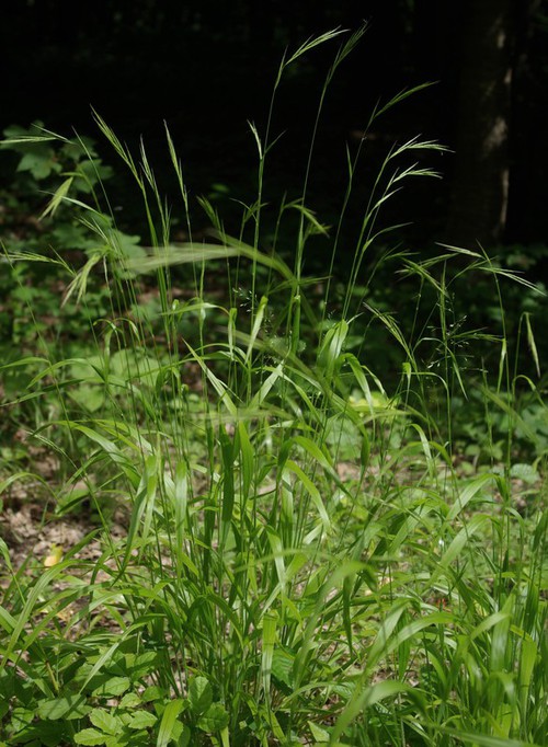 Plante entière