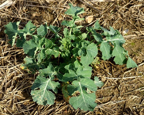 feuille basale