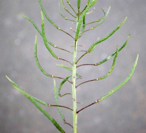 fruit