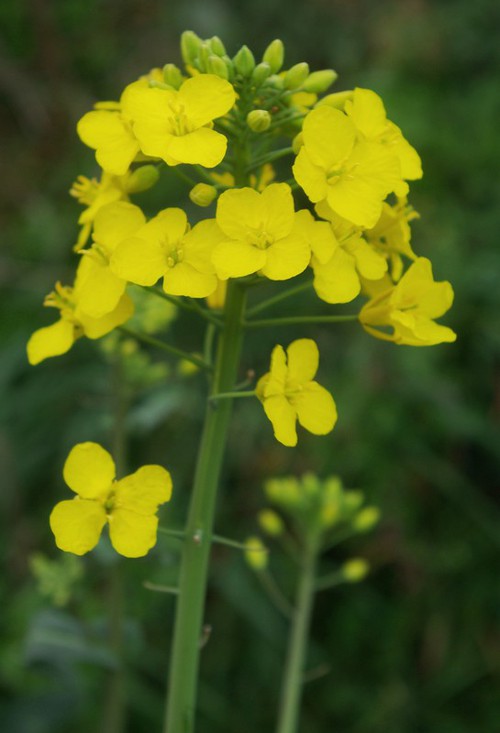 inflorescence