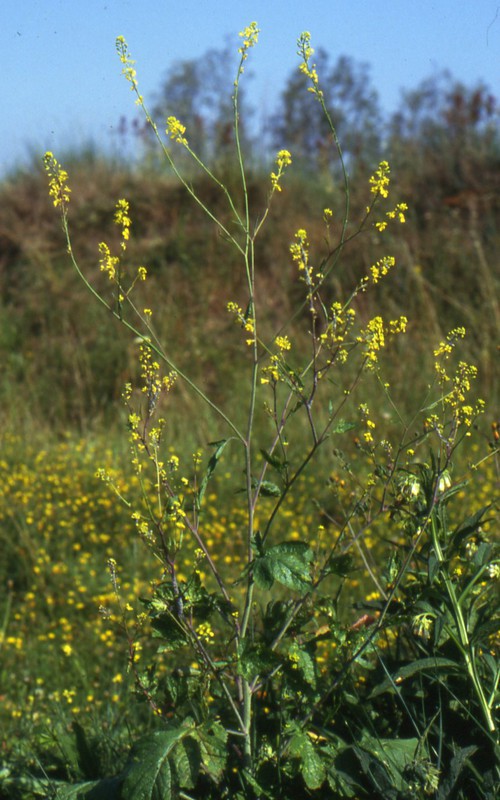 Plante entière