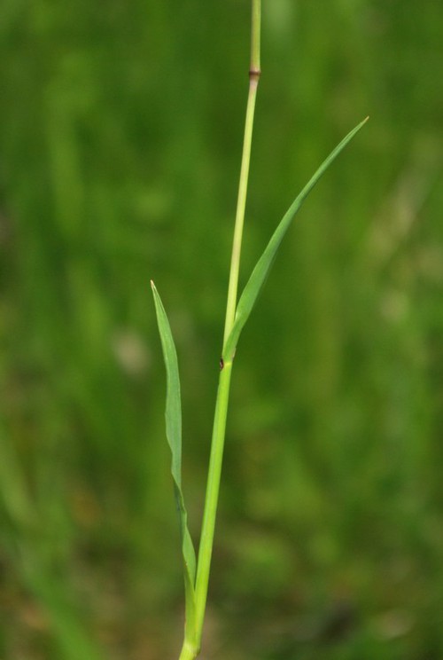 feuille