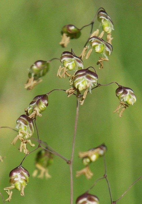 inflorescence