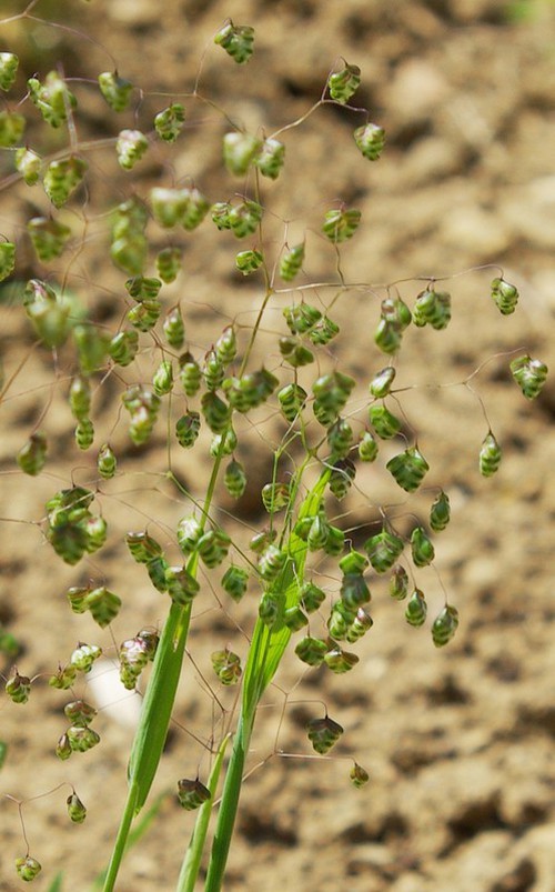 inflorescence