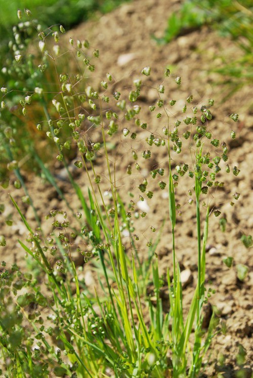 Plante entière