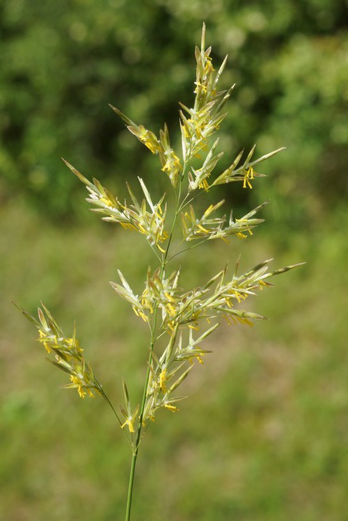 inflorescence