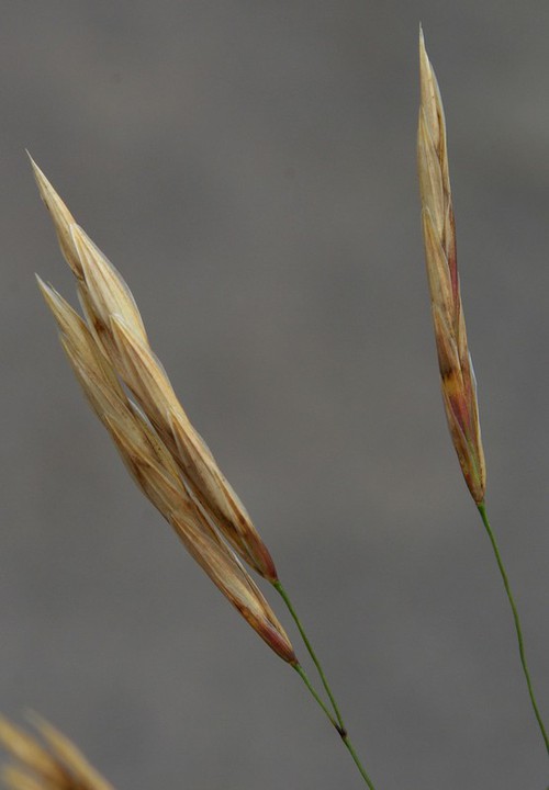 détail fruit