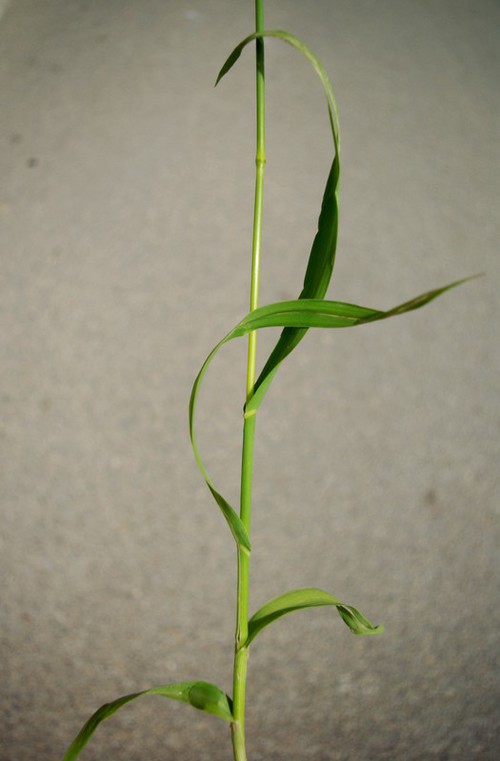 feuille