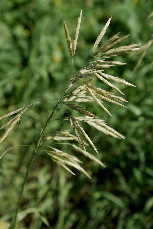 inflorescence