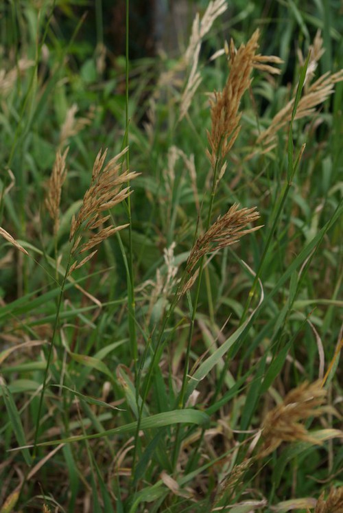 Plante entière