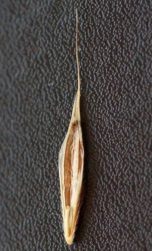 détail fruit