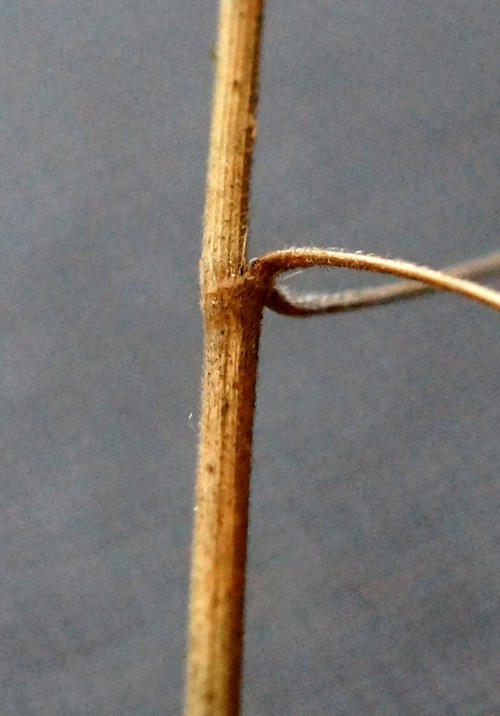 détail tige