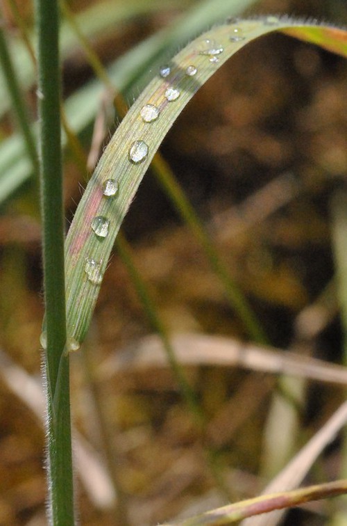 détail feuille