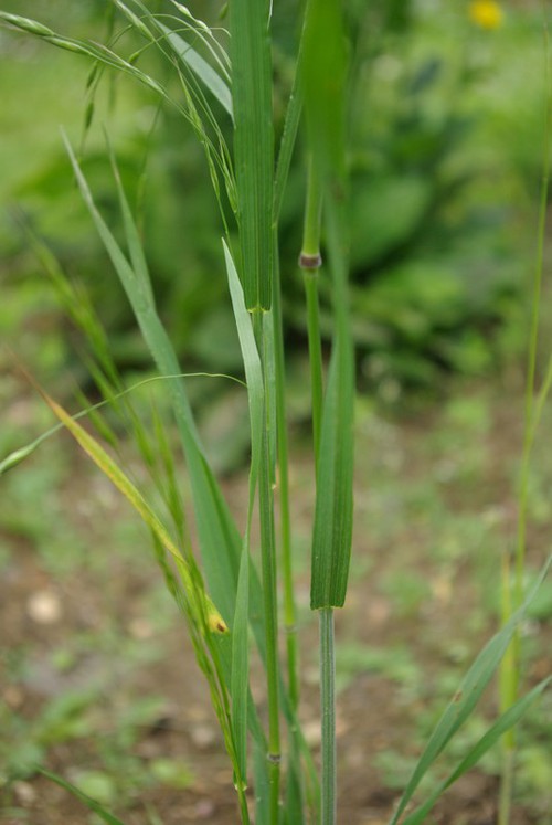 feuille