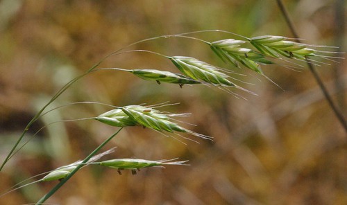 inflorescence