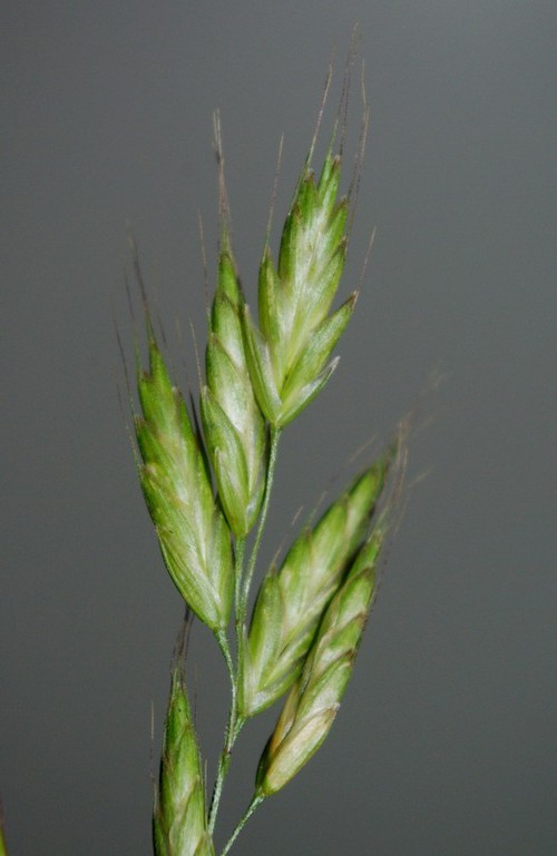 inflorescence
