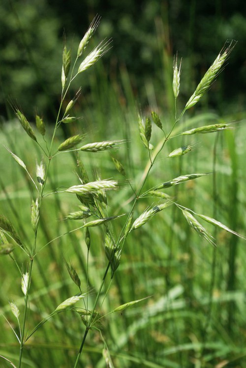 Plante entière