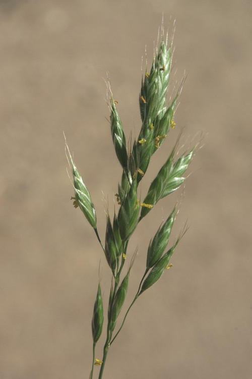 inflorescence