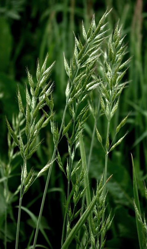 Plante entière