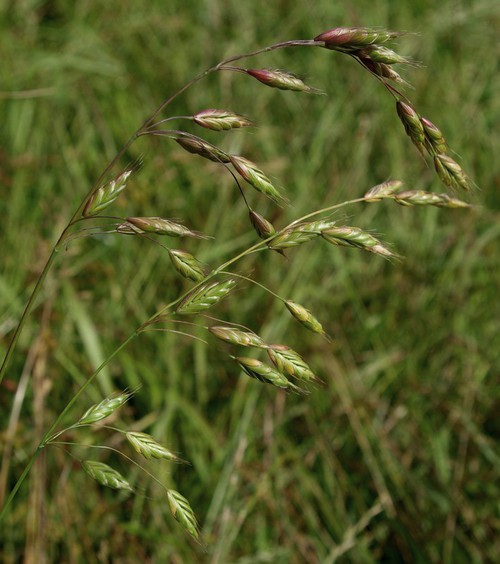 Plante entière