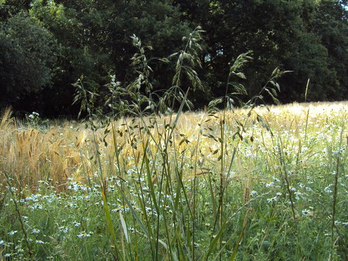 Plante entière
