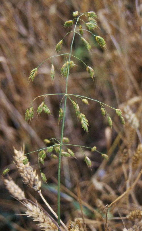inflorescence