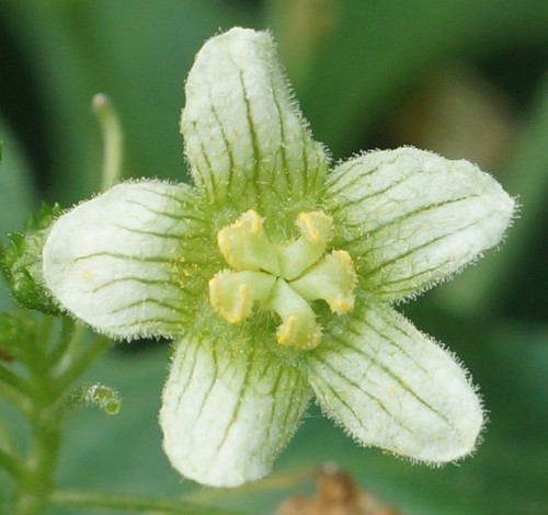 détail fleur mâle