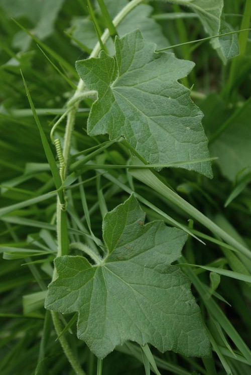 feuille
