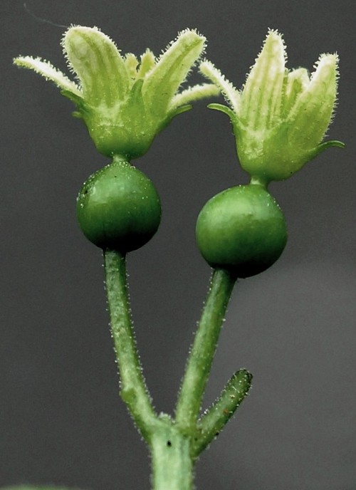 fleur femelle