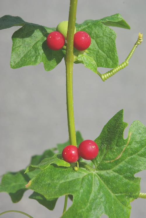 fruit