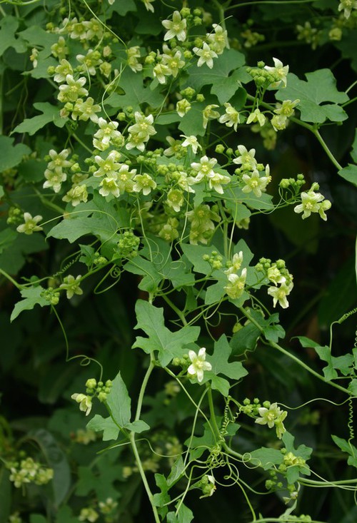 Plante entière