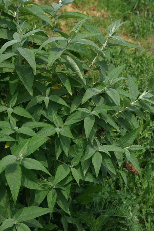 feuille