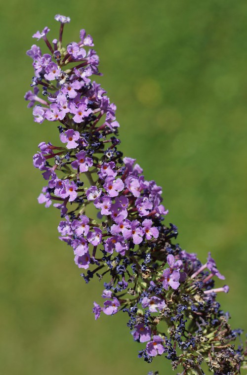 inflorescence