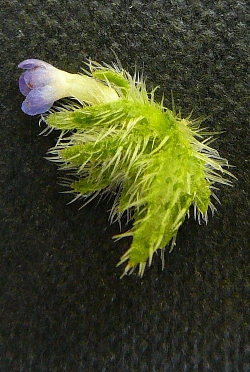 détail fleur