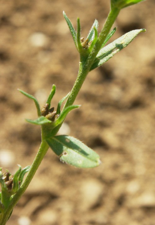 fruit