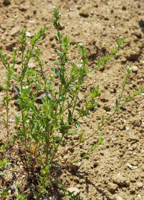 Plante entière