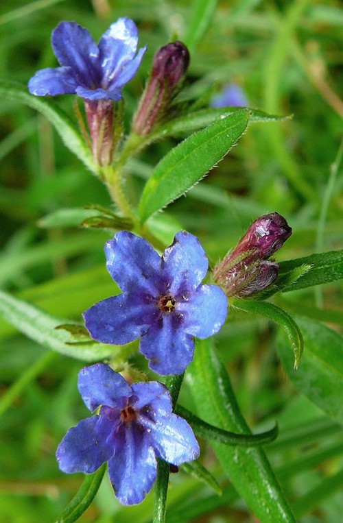 fleur