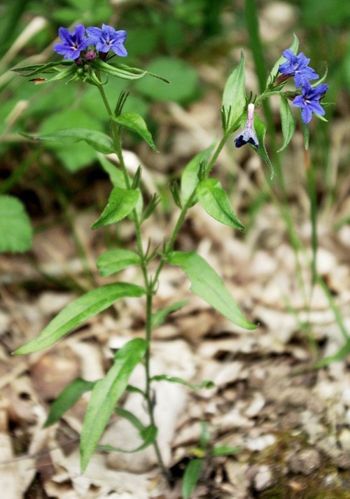 Plante entière
