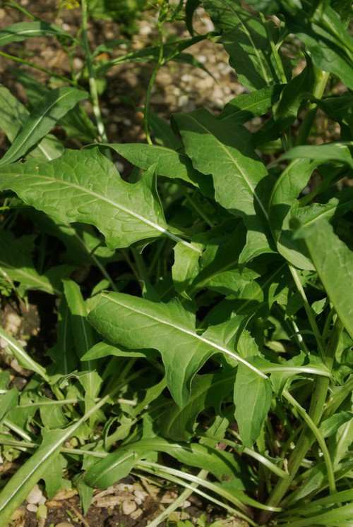 feuille basale