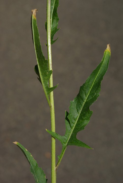 feuille caulinaire