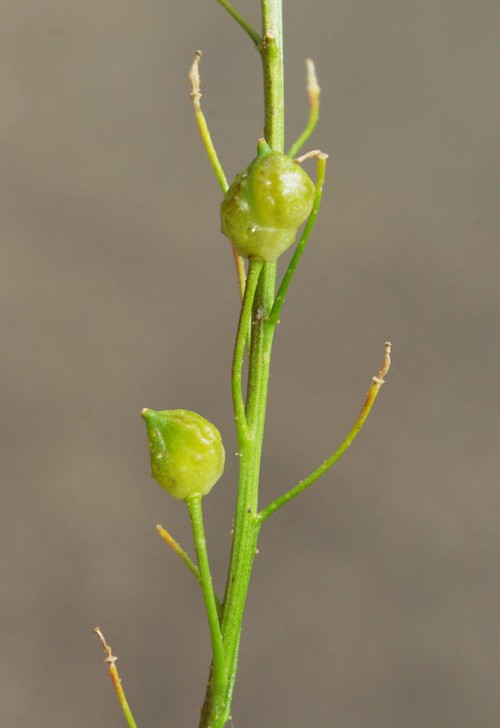 fruit