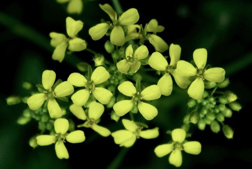 inflorescence