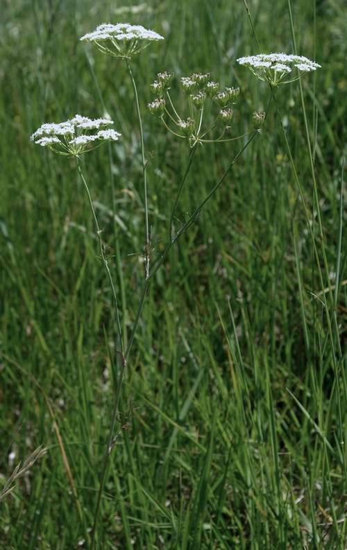 Plante entière