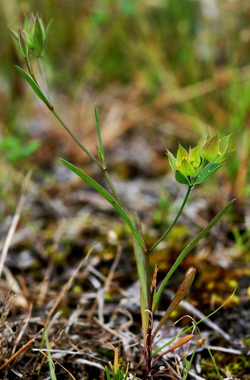 Plante entière
