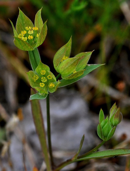 inflorescence