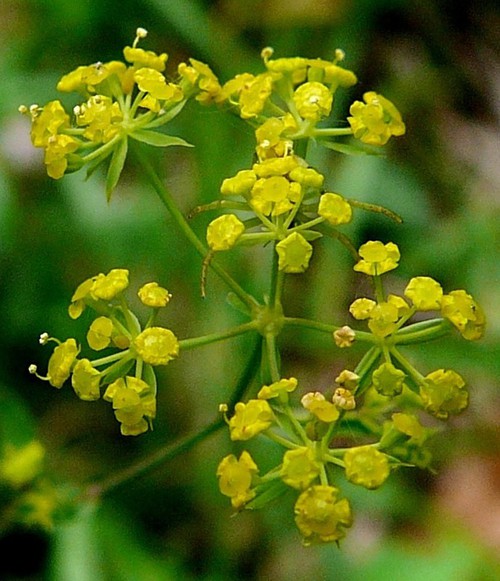 détail fleur
