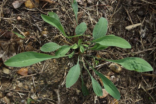 feuille basale