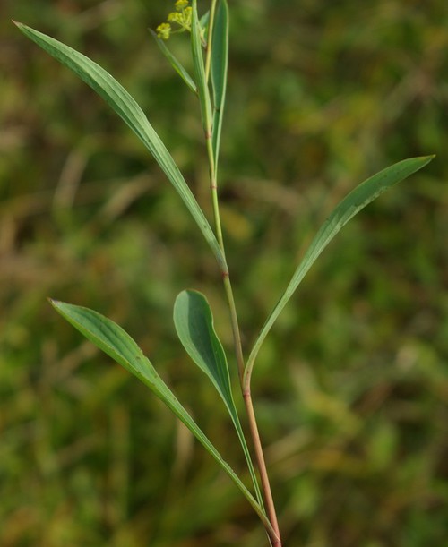 feuille caulinaire
